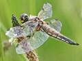 Four-spotted Chaser